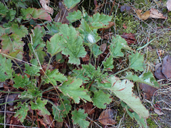 Heuchera micrantha