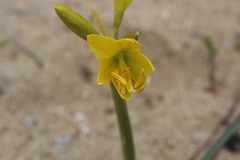 Zephyranthes bagnoldii
