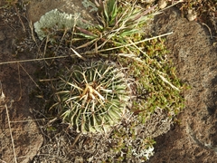 Echinofossulocactus crispatus