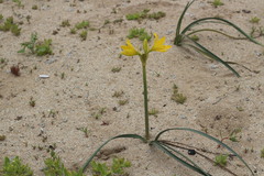 Zephyranthes bagnoldii
