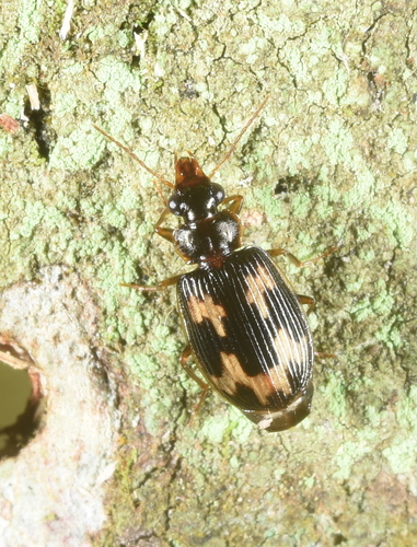 Coptodera taiwana · iNaturalist