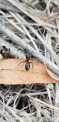 Camponotus