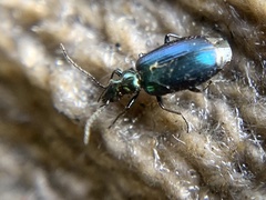 Lebia