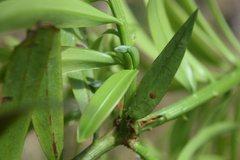 Podocarpus guatemalensis