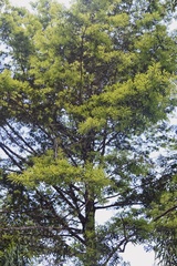 Podocarpus guatemalensis