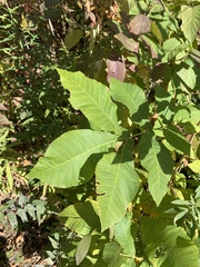 Carya cordiformis