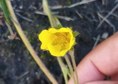 Potentilla