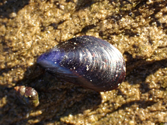 Mytilus edulis