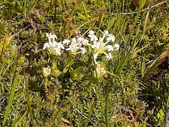 Pimelea humilis