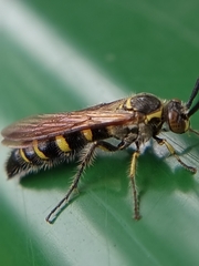 Phalerimeris phalerata