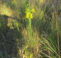 Cambessedesia espora