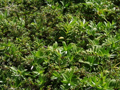 Veronica dieffenbachii