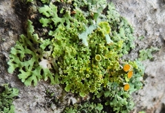 Teloschistes chrysophthalmus