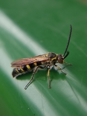 Phalerimeris phalerata