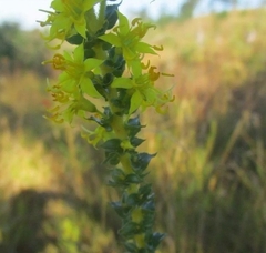 Cambessedesia espora