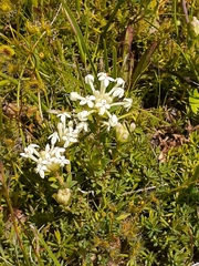 Pimelea humilis