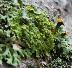Teloschistes chrysophthalmus