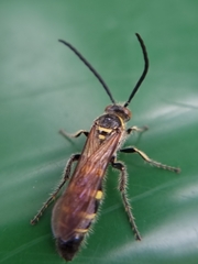 Phalerimeris phalerata