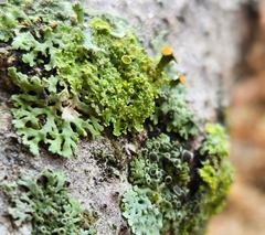 Teloschistes chrysophthalmus