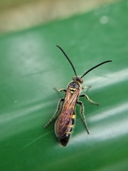 Phalerimeris phalerata