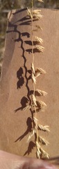 Bouteloua curtipendula