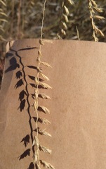 Bouteloua curtipendula