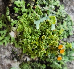 Teloschistes chrysophthalmus