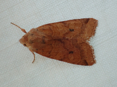 Xylenini