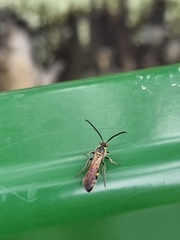 Phalerimeris phalerata