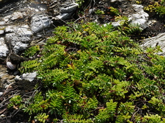 Veronica chathamica