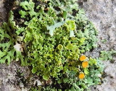 Teloschistes chrysophthalmus