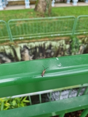 Phalerimeris phalerata