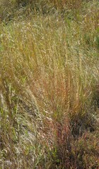Bouteloua curtipendula