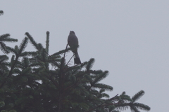 Ptiliogonys cinereus