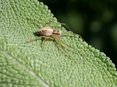 Oxyopes gracilipes