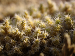 Racomitrium elongatum