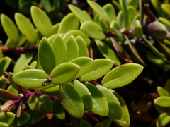 Veronica chathamica