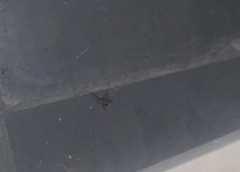 Latrodectus hesperus