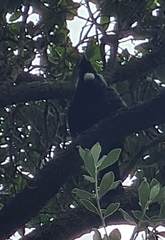 Prosthemadera novaeseelandiae novaeseelandiae