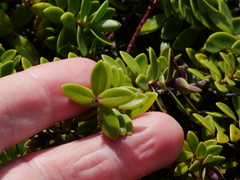 Veronica chathamica