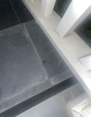 Latrodectus hesperus