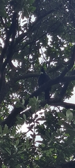 Prosthemadera novaeseelandiae novaeseelandiae