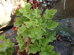 Heuchera micrantha