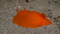 Doriopsilla carneola