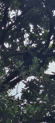 Prosthemadera novaeseelandiae novaeseelandiae