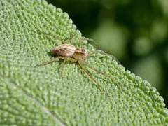 Oxyopes gracilipes