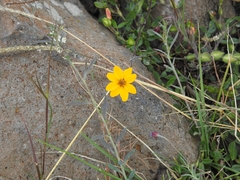 Wedelia hispida