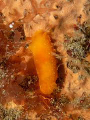 Doriopsilla carneola