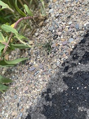 Tetramorium immigrans