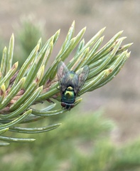 Calyptratae
